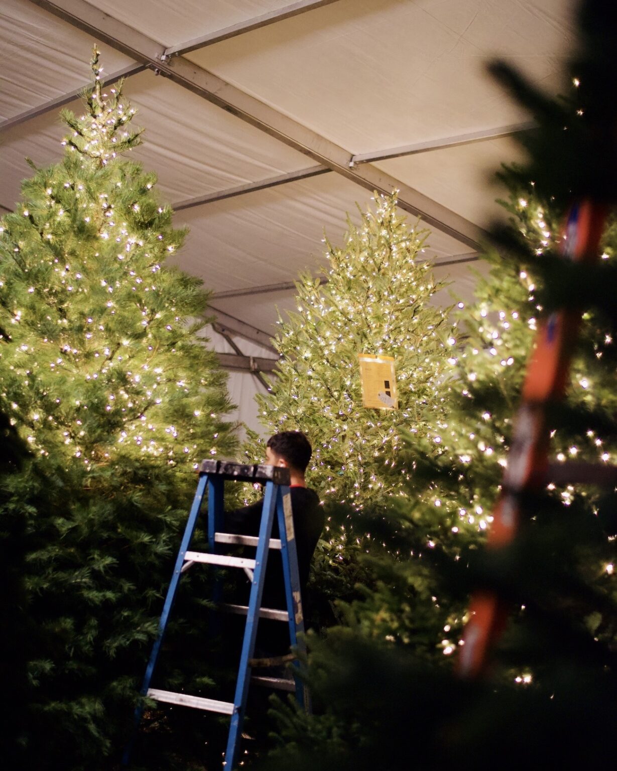 Sandone Christmas Tree Dallas, TX